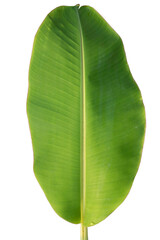 Close-up of banana leaf isolated on white background.Fresh green Banana,Leaf Banana leaf tropical,..Fresh,banana leaf,Fresh green Banana.Photo concept of fresh whole banana and nature background.