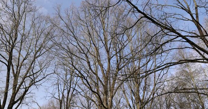 trees of different varieties in the spring season , bare deciduous trees in the warm spring season