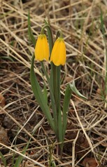 Yellow Bell (Fritillaria pudica) wildflowers in Beartooth Mountains, Montana