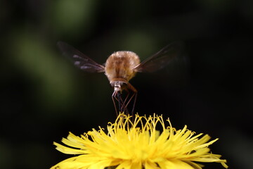 Insecto en el aire extrayendo néctar para alimentarse