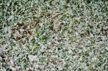 Snow-Covered Green Grass Texture from Above