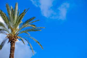 Tall green palm tree over blue sky. Summer time.