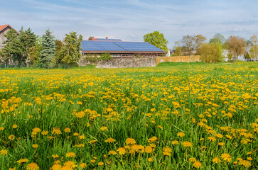 Tranquil European Landscape - Green Grass and Yellow Dandelions