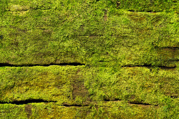 Green Moss on Wood Textured Background Natural Background 