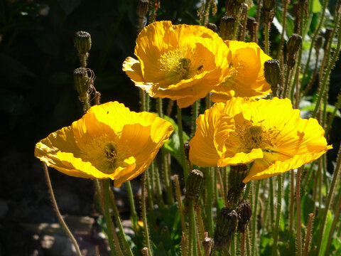 close-up of yellow poppies