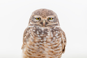 Coruja-buraqueira | Burrowing Owl
