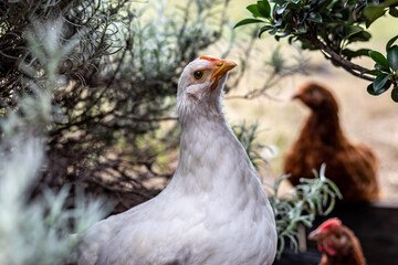 White Hen