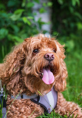 Cavapoo dog in the park on a summer sunny day, mixed, breed of Cavalier King Charles Spaniel and Poodle