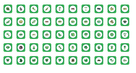 set of vector icons of vegetables with green border