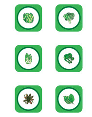 set of vector icons of vegetables with green border