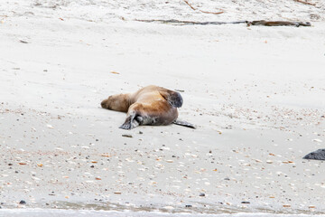 Fototapeta premium A New Zealand sea lion (Phocarctos hookeri) on the beach on the South Island