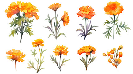 vibrant marigold collection in watercolor style, isolated on a transparent background for design layouts