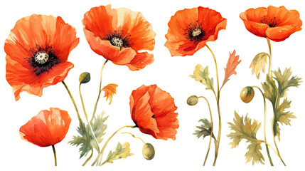 vibrant poppy collection in watercolor style, isolated on a transparent background for design layouts