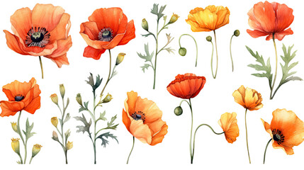 vibrant poppy collection in watercolor style, isolated on a transparent background for design layouts
