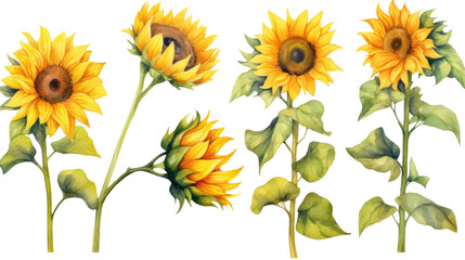 Fototapeta na wymiar vibrant sunflower collection in watercolor style, isolated on a transparent background for design layouts