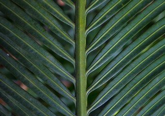 palm leaf background