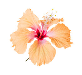 orange hibiscus flower transparent png © nipaporn