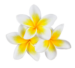 Fototapeta na wymiar frangipani flower transparent png