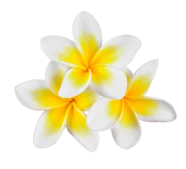 Foto op Canvas frangipani flower transparent png © nipaporn