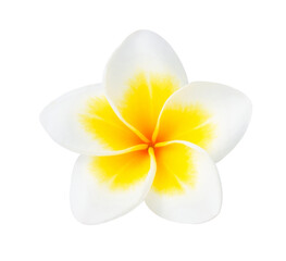 Fototapeta na wymiar Tropical flowers frangipani (plumeria) transparent png