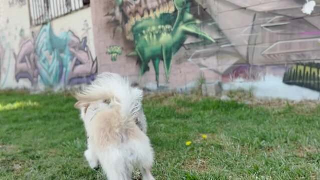 Perro de raza peque&ntilde;a color blanco con negro y color caf&eacute; caminando sobre c&eacute;sped, mientras olfatean en un parque de la ciudad. 