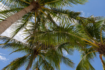 Fototapeta na wymiar Island Palm Trees 