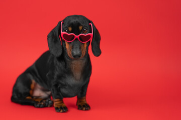 Cheeky dog on red background in heart-shaped glasses confidently looks invitingly from under his brows. Bright advertising banner for valentine day, dating party, passionate date. Romantic pet