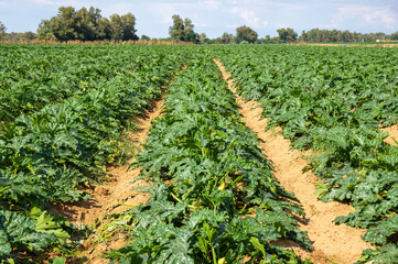 Campo de cultivo de calabacines en hileras.