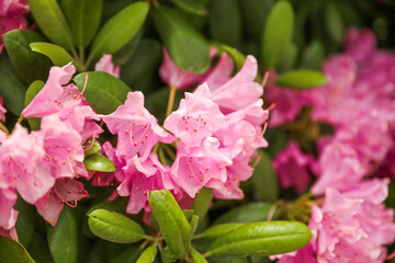 Flowers: symbols of spring, beauty, growth, and the vibrant colors that inspire hope and positivity