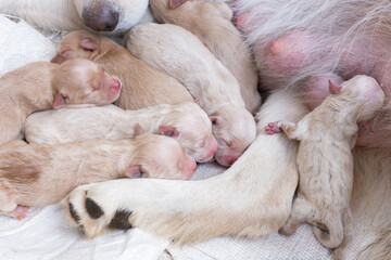 Fototapeta na wymiar Newborn golden retriever puppy detail closeup pet
