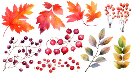 autumn leaves and berries in watercolor style, isolated on a transparent background for design layouts