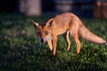 Fox at night in the countryside - 609781923