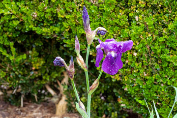 Bearded iris (Iris germanica) plant