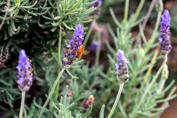 French Lavender (Lavandula stoechas) plant