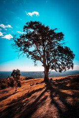 tree on top of the hill with city view