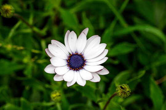 Osteospermum Ecklonis White (African Daisy) flower