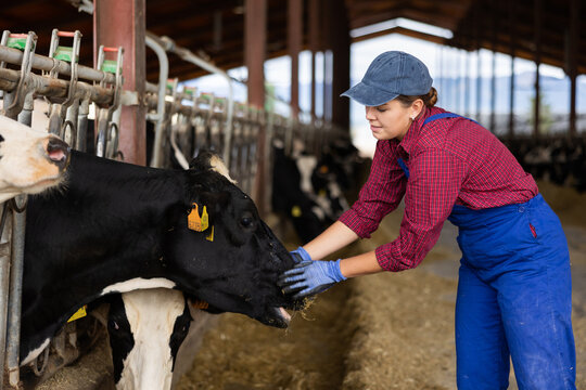 Young Woman Farmer Feeding Cows With Hay At Dairy Farm