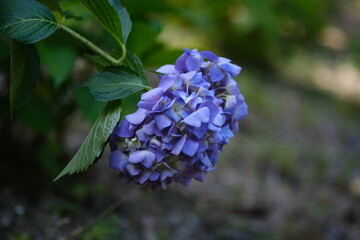 お辞儀をする紫陽花