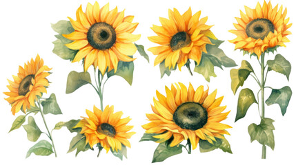 Fototapeta premium vibrant sunflower collection in watercolor style, isolated on a transparent background for design layouts