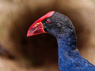 Swamphen Portrait