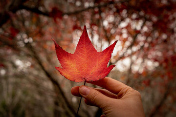 hand holding red maple leaf