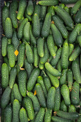 a crate of cucumbers freshly picked from the garden, in Romania,