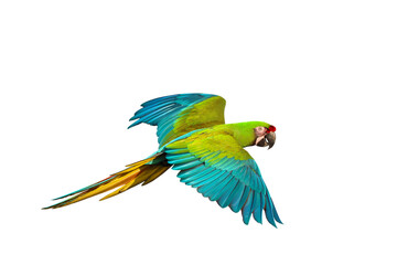 Colorful flying parrot isolated on transparent background png file