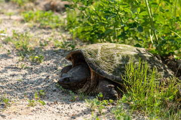 Snapping Turtle Laying her Eggs