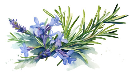 rosemary in watercolor style, isolated on a transparent background for design layouts