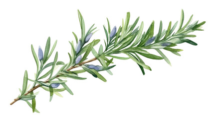 Fototapeta premium rosemary in watercolor style, isolated on a transparent background for design layouts