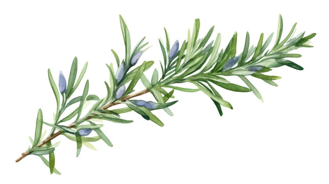 rosemary in watercolor style, isolated on a transparent background for design layouts