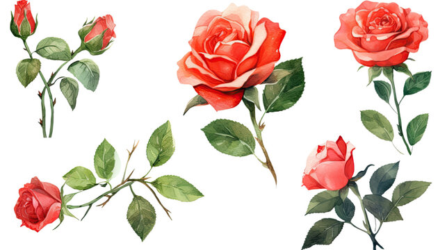 rose in watercolor style, isolated on a transparent background for design layouts
