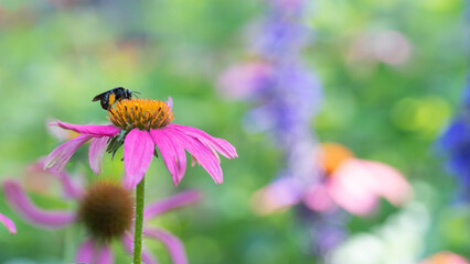 A bee pollinating as it visits the flower of an echinaceea purpurea, purple coneflower.