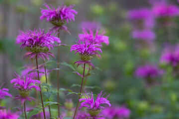 Vibrant purple blooms decorate a Texas garden